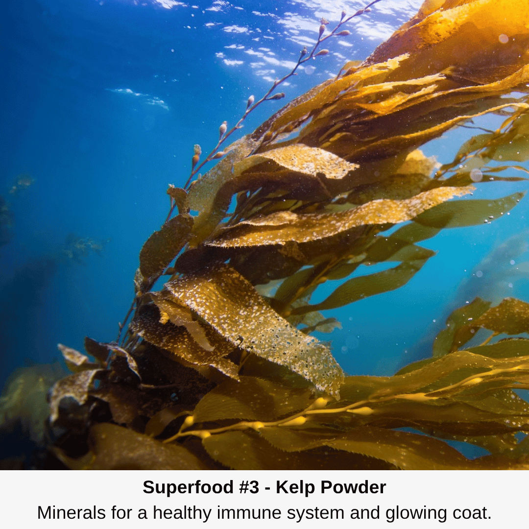 K9 Drops - Miracle Liquid Turns Dog Food Into A Natural Remedy